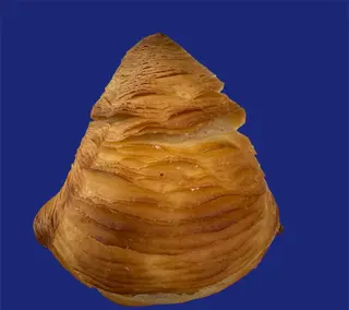Sfogliatella riccia