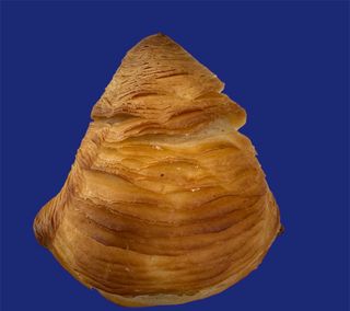 Sfogliatella riccia