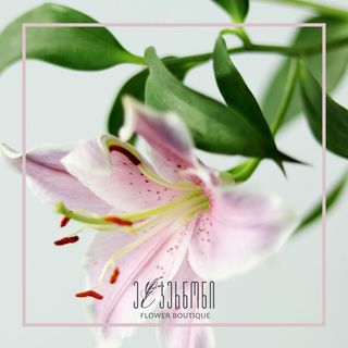 ლილია ვარდისფერი ( 1 ცალი )