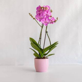 Орхидея различни цветове