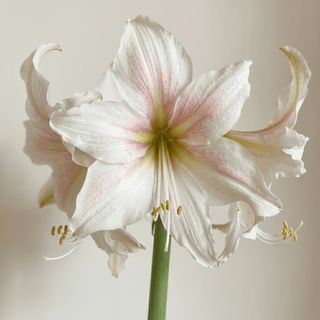 Amarillo amaryllis 1 pezzo