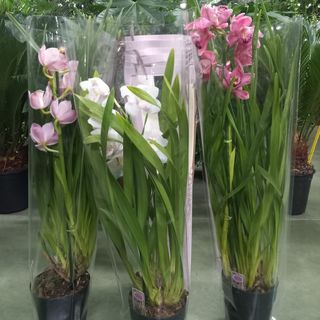 Cymbidium jedna grana u ukrasnom pakovanju