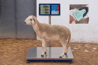 01281870 - 68 Kg