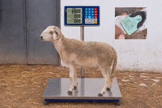 01281870 - 68 Kg