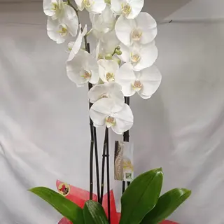 Orquídea Blanca