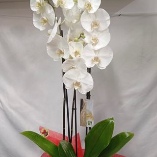 Orquídea Blanca