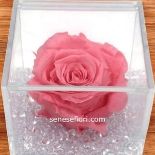 rosa rosa stabilizzata media