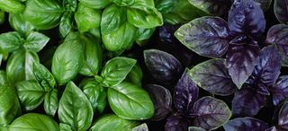 Базилік свіжий 5гр