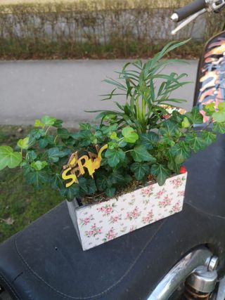Green plants arrangement