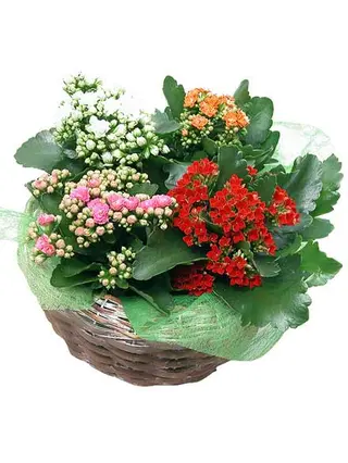 Cesta de Kalanchoes
