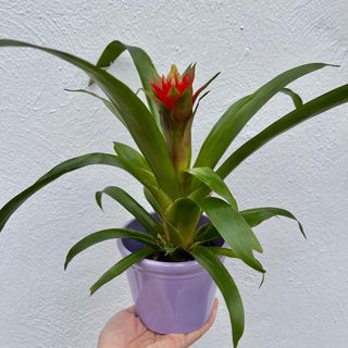 Bromelia + Macetero