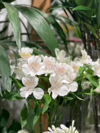 Ramo de Alstroemerias