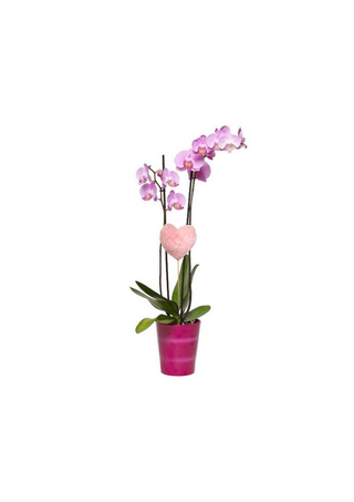 Orquidea rosa mediana.