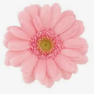 Gerbera rosa bebé 