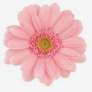 Gerbera rosa bebé 