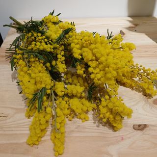 RAMO MIMOSA