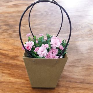 borsetta piantine di garofani giapponesi