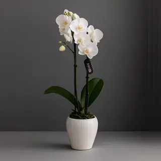 Mini Orquídea – Pequeña Y Perfecta