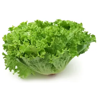 Lechuga Batavia Unidad 1 Ud.