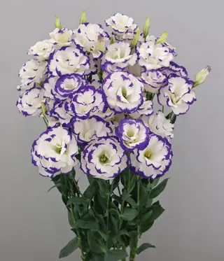 Lisianthus (eustoma) rosita ii blue