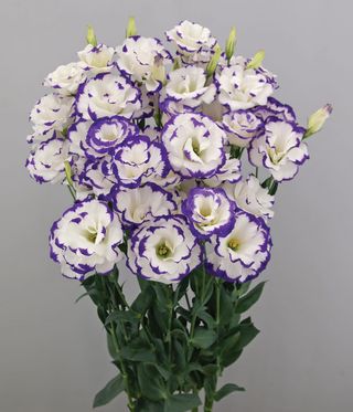 Lisianthus (eustoma) rosita ii blue