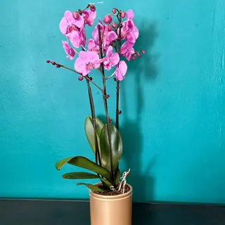 Orquídea Rosa