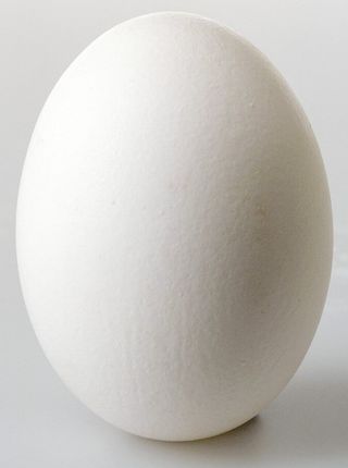 კვერცხი თეთრი 1ც