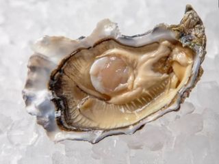 УСТРИЦЯ SENTINELLA#2