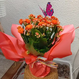 Planta kalanchoe arreglada
