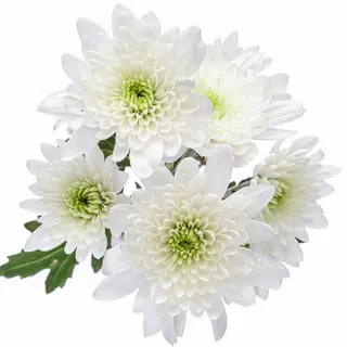 Margarita Blanca "SIN BOTÓN" Flor Suelta (Nos son ramos/no bouquet)