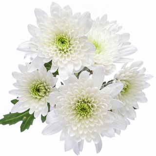 Margarita Blanca "SIN BOTÓN" Flor Suelta (Nos son ramos/no bouquet)