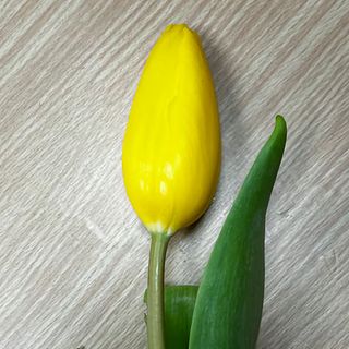 Tulipany 
