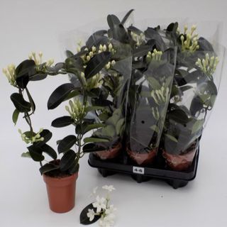 Stephanotis (iasomie)