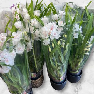 Cymbidium la ghiveci