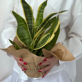 Сансевієрія Футура Суперба №5, 1 шт