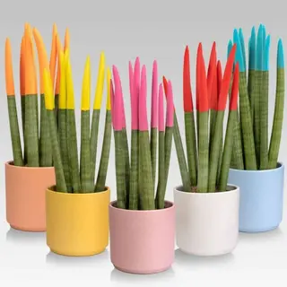 Sanseveria mix