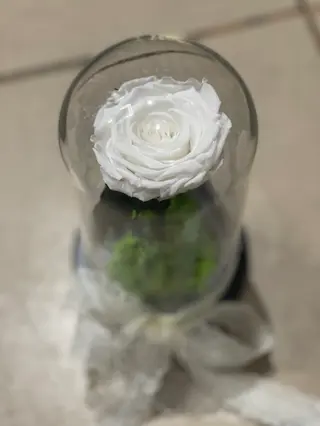 Crio White Rose