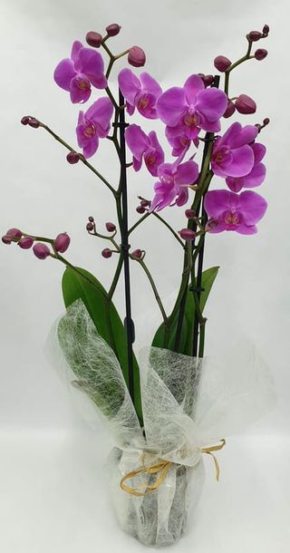 Planta De Orquídea Morada