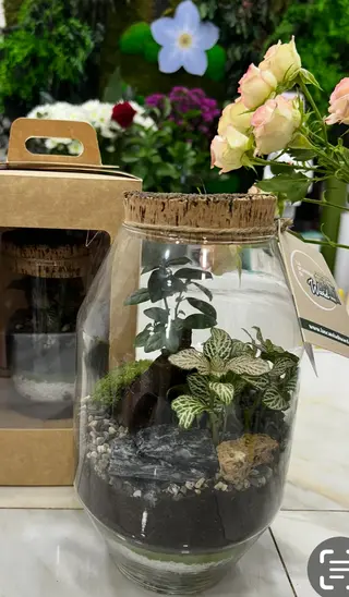 TERRARIUM BIG FICUS MICROCARPA E FITTONIA