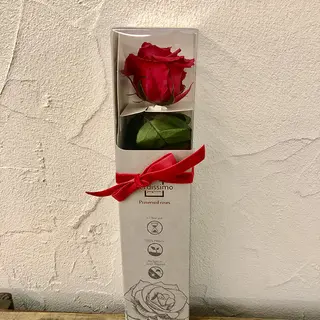 ROSA eterna roja de tallo corto