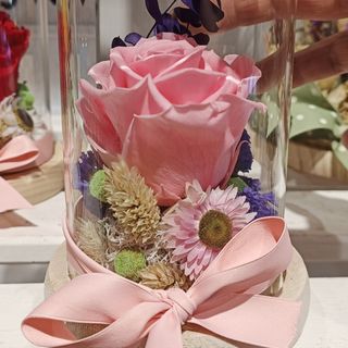 Cúpula rosa preservada " rosa claro"