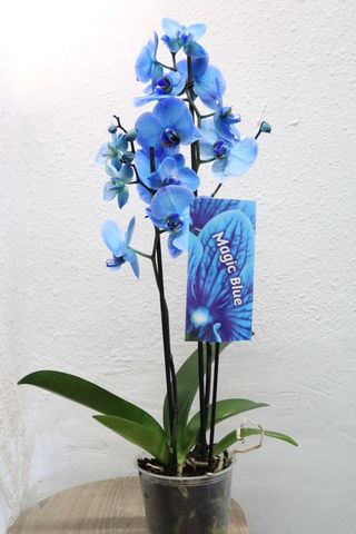 Orquidea azul