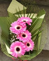 Букет от 5 гербера с богата зеленина и луксозна опаковка (1бр)