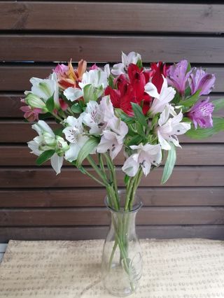 Alstroemeria  la fir