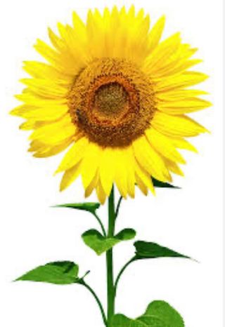 Une tournesol