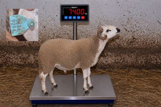 06349294 - 74 Kg