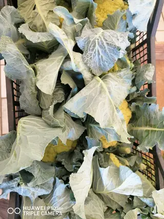 Cavolo verde Kilo