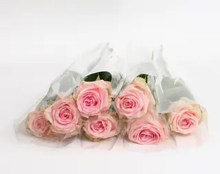 6 rose rose 