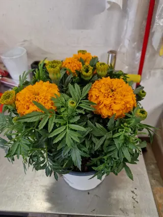 Pianta Marigold.
