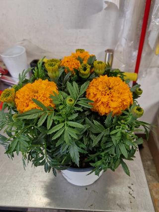 Pianta Marigold.